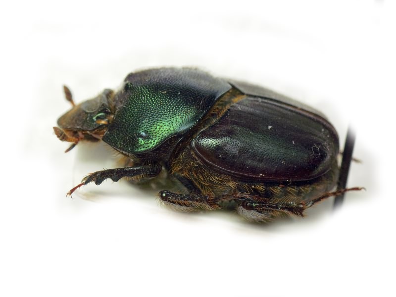 Scarabaeidae Latreille, 1802